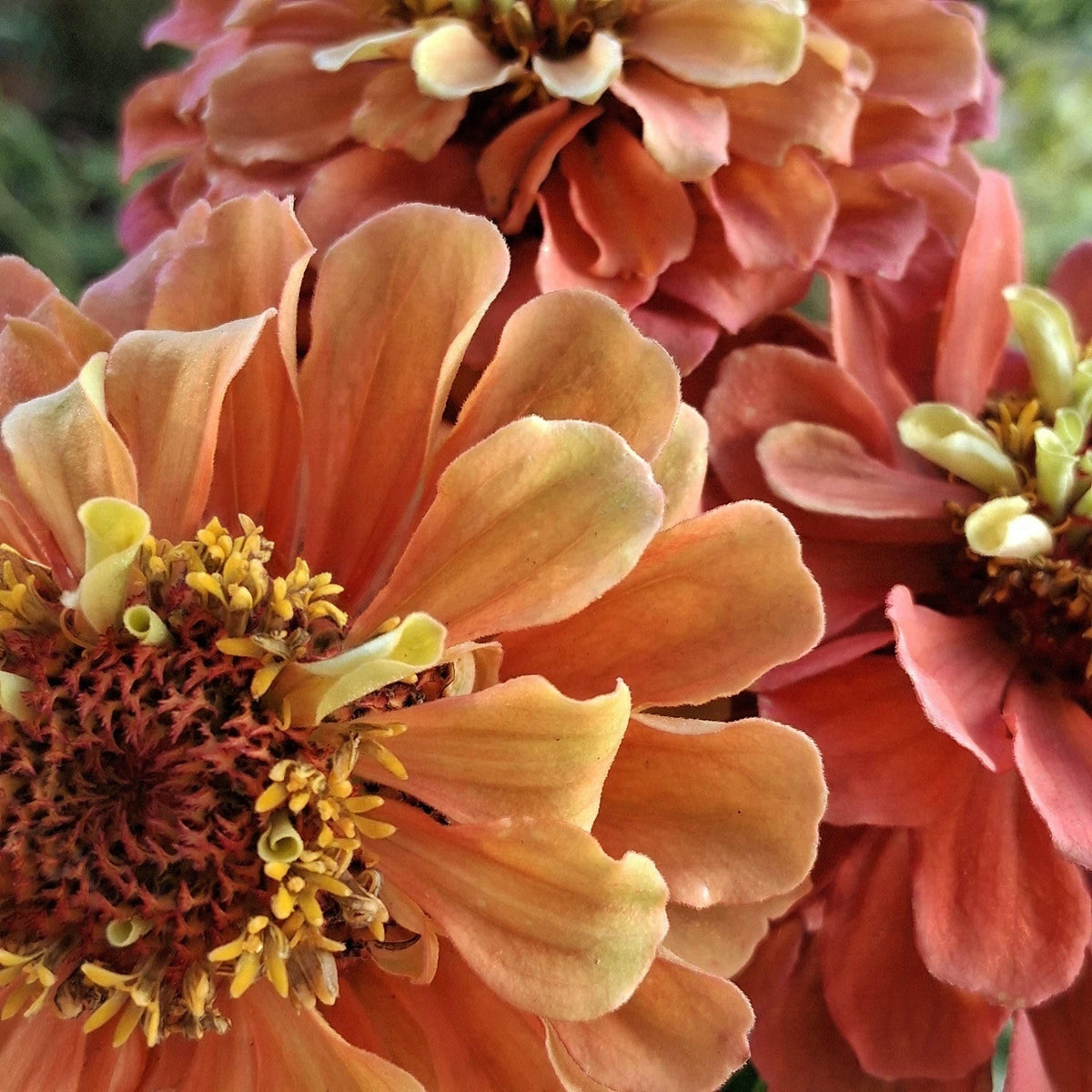 Zinnia Queen Lime Orange graines, collection Queeny serie, vintage toned, zinnia speciality annuelle, zinnia elegans