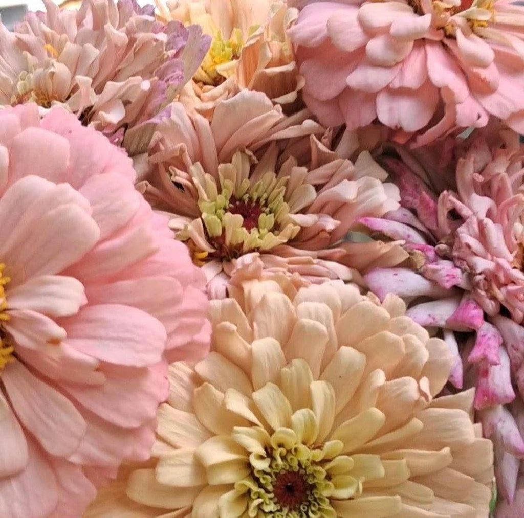 Zinnia Ballerina, RARE Zinnia elegans Ballerine originales, annuelle, couleurs pastel douces pêche, et rose et mauve.