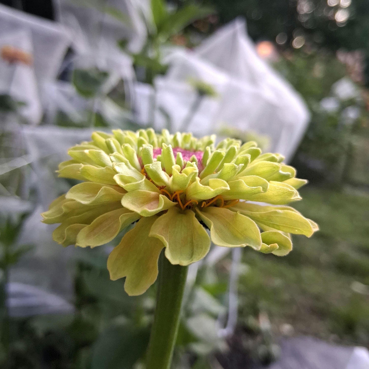 Zinnia 'Queen Lime Blush'