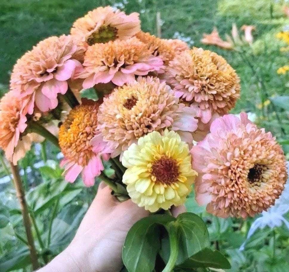 Zinnia « Zinderella Peach »