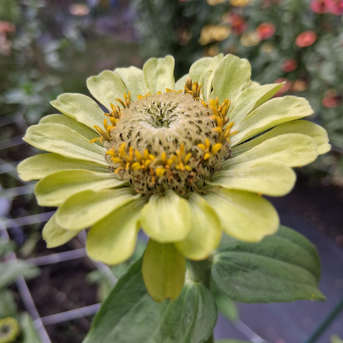 Zinnia Queen Lime blush, collection Queeny, vintage toned, Queen lime fard à joue, annuelle, zinnia elegans, Speciality