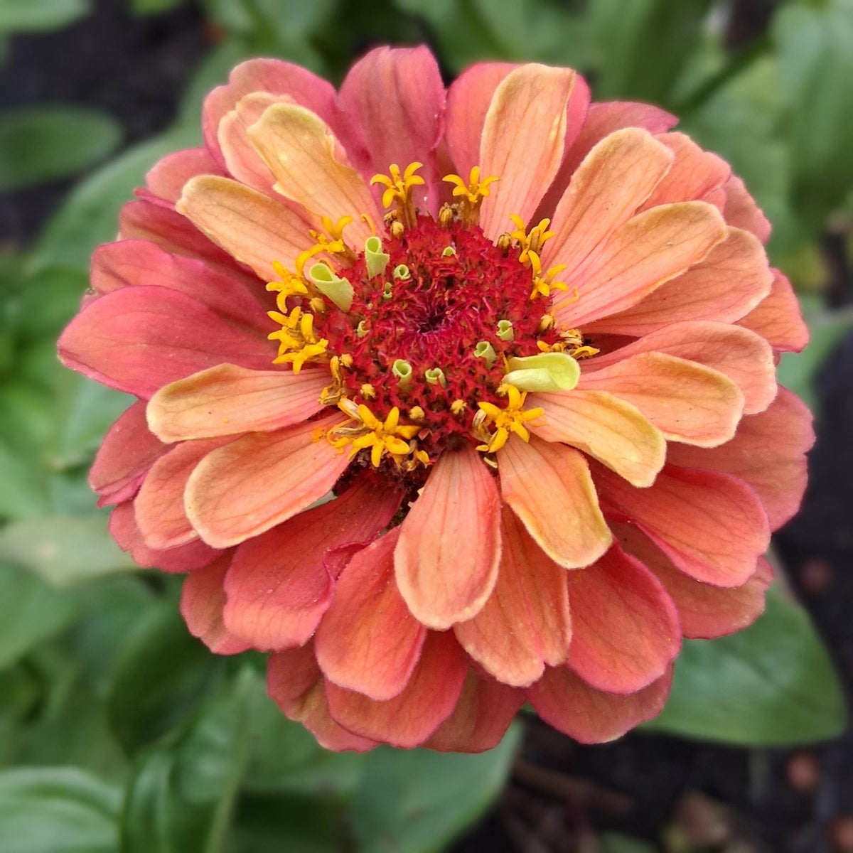 Zinnia Queen Lime Orange graines, collection Queeny serie, vintage toned, zinnia speciality annuelle, zinnia elegans
