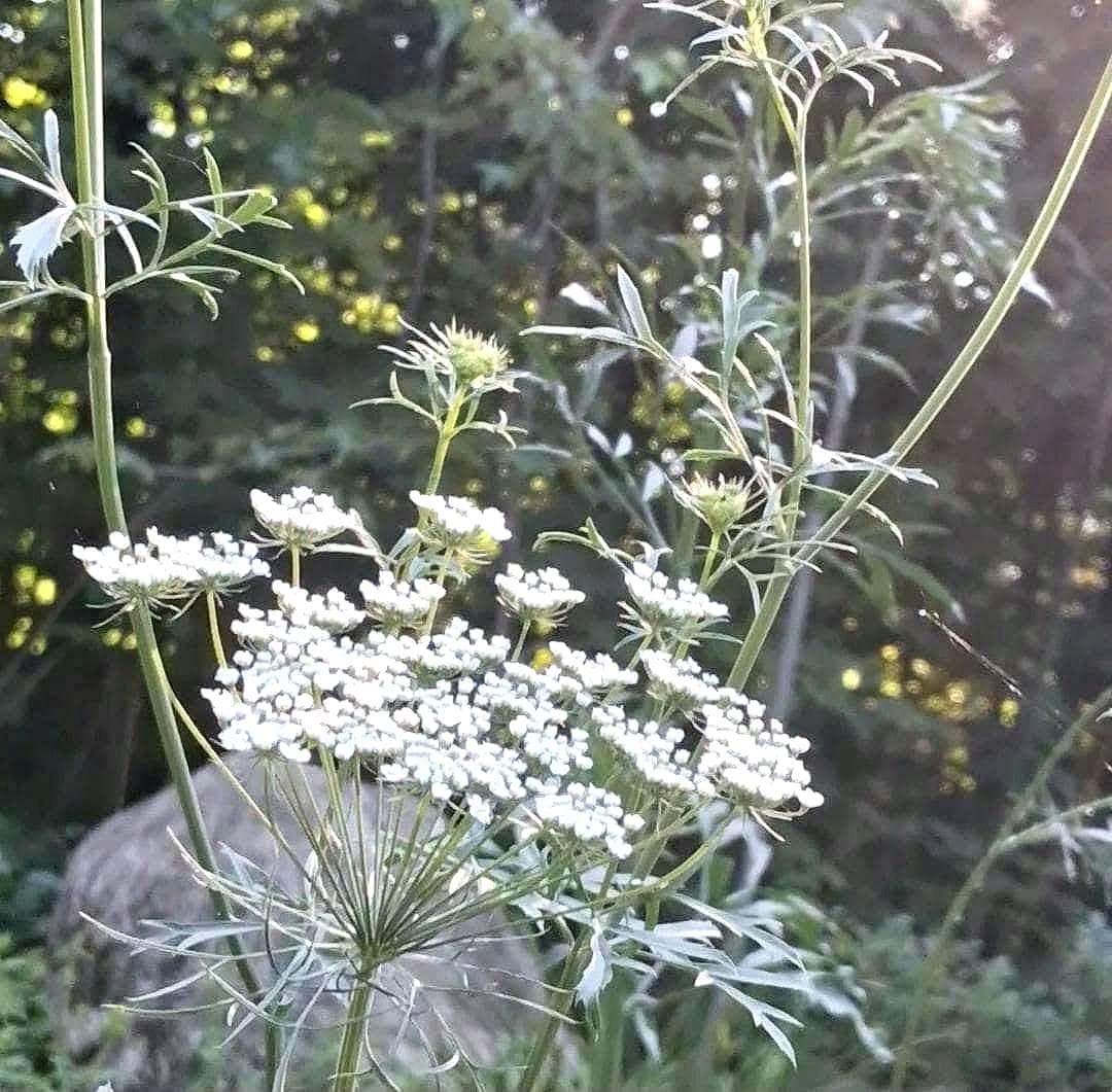 Ammi « Reine d’Afrique »