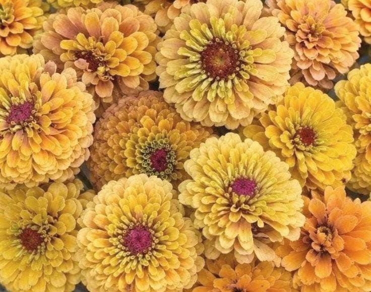 Zinnia Queeny Lemon Peach, vintage toned, Zinnia elegans annuelle, Queen Lime peach, speciality zinnia, annuelle, zinnia elegans