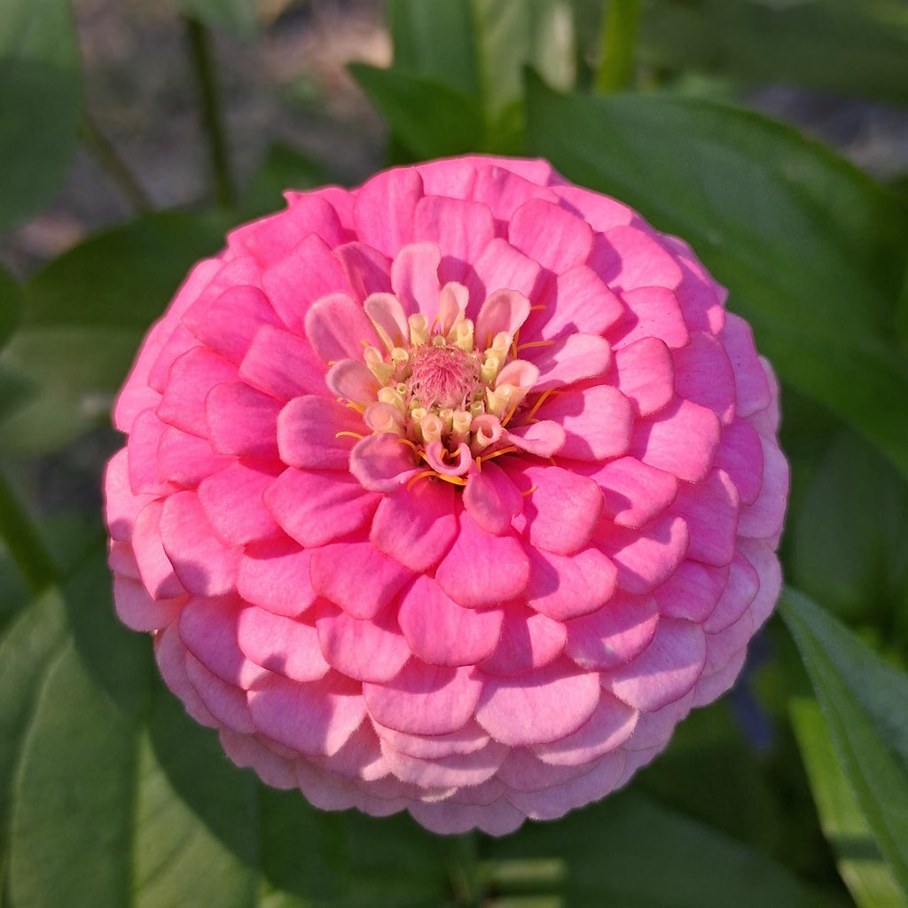 Zinnia Oklahoma Pink, Zinnia elegans, annuelle, 20 graines