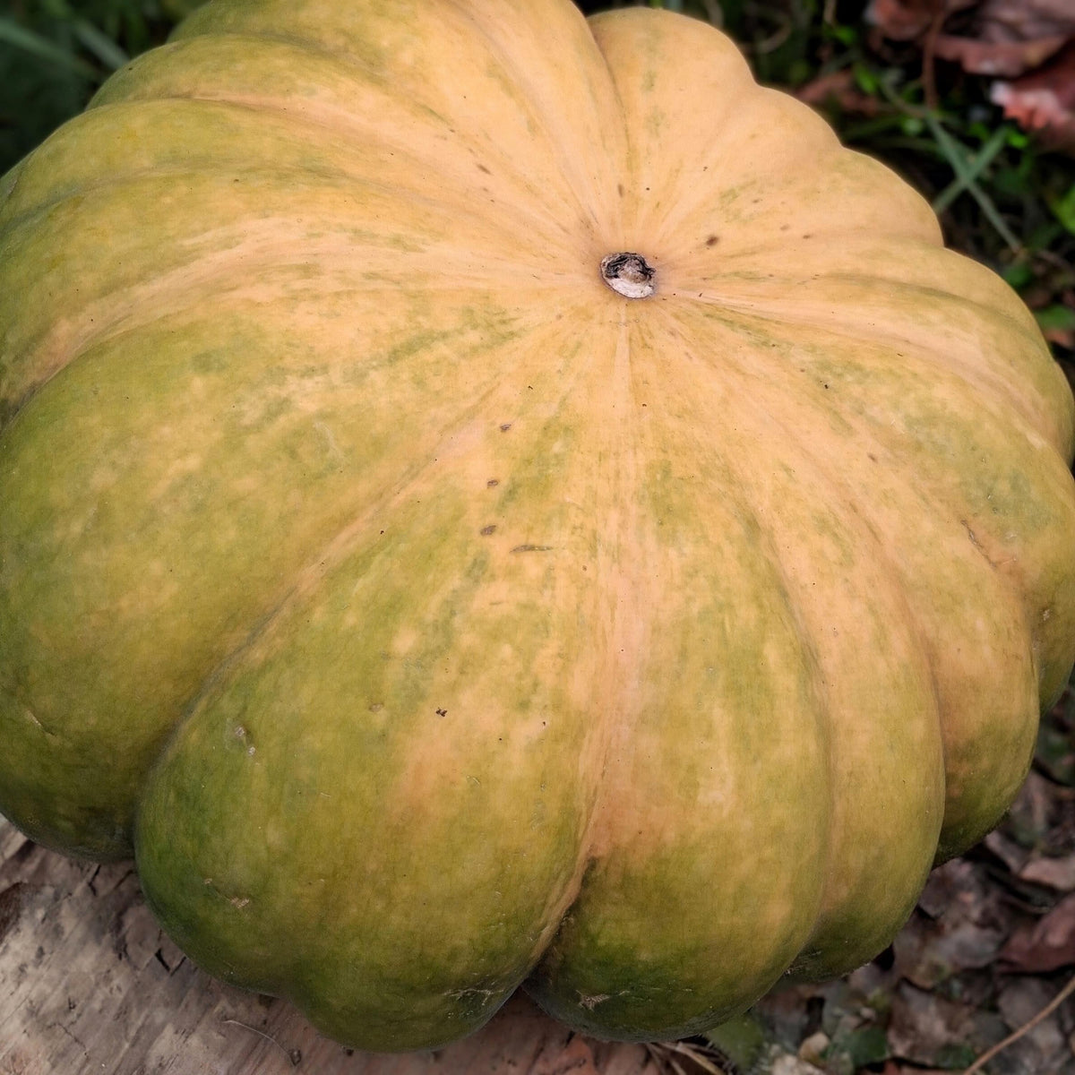 Citrouille Musquée de provence heirloom Cinderella, Fairytale pumpkin, citrouille compte de fée, graines anciennes.