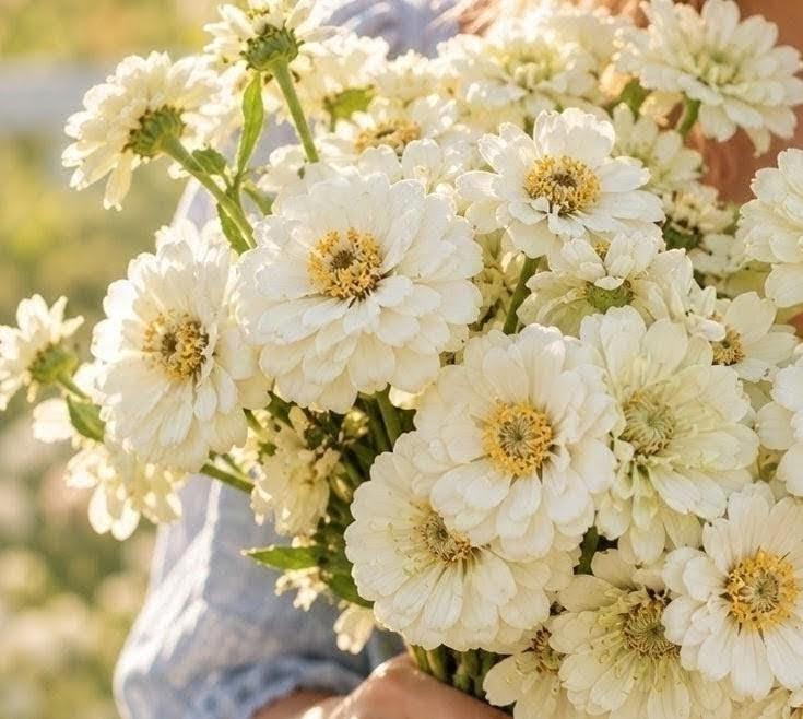 Zinnia Ours polaire, zinnia blanche, ivoire, creme, annuelle, 25 graines