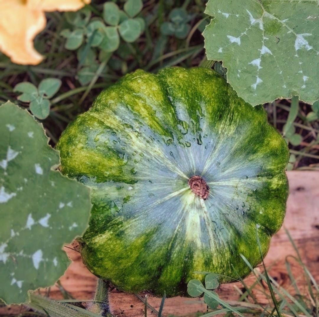 Citrouille Musquée de provence heirloom Cinderella, Fairytale pumpkin, citrouille compte de fée, graines anciennes.