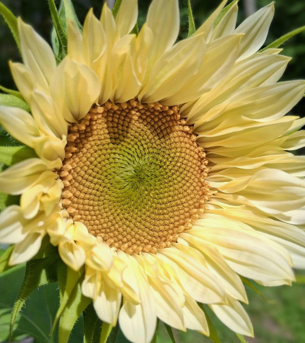 Tournesol « ProCut White Lite »