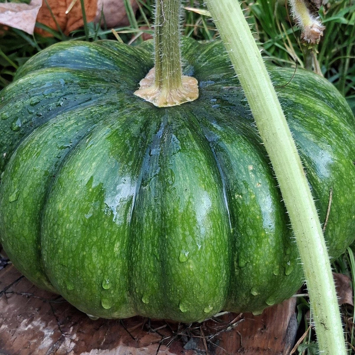 Citrouille Musquée de provence heirloom Cinderella, Fairytale pumpkin, citrouille compte de fée, graines anciennes.