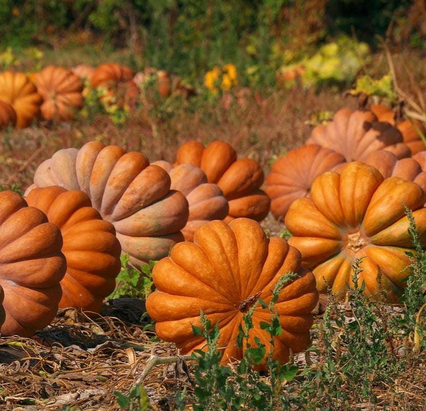 Citrouille Musquée de provence heirloom Cinderella, Fairytale pumpkin, citrouille compte de fée, graines anciennes.
