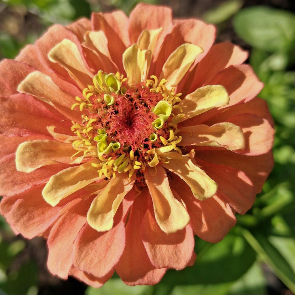 Zinnia Queen Lime Orange graines, collection Queeny serie, vintage toned, zinnia speciality annuelle, zinnia elegans