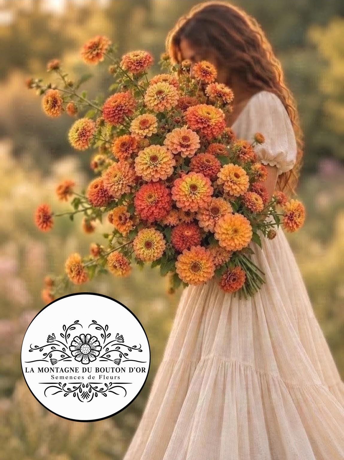Zinnia Queen Lime Orange graines, collection Queeny serie, vintage toned, zinnia speciality annuelle, zinnia elegans