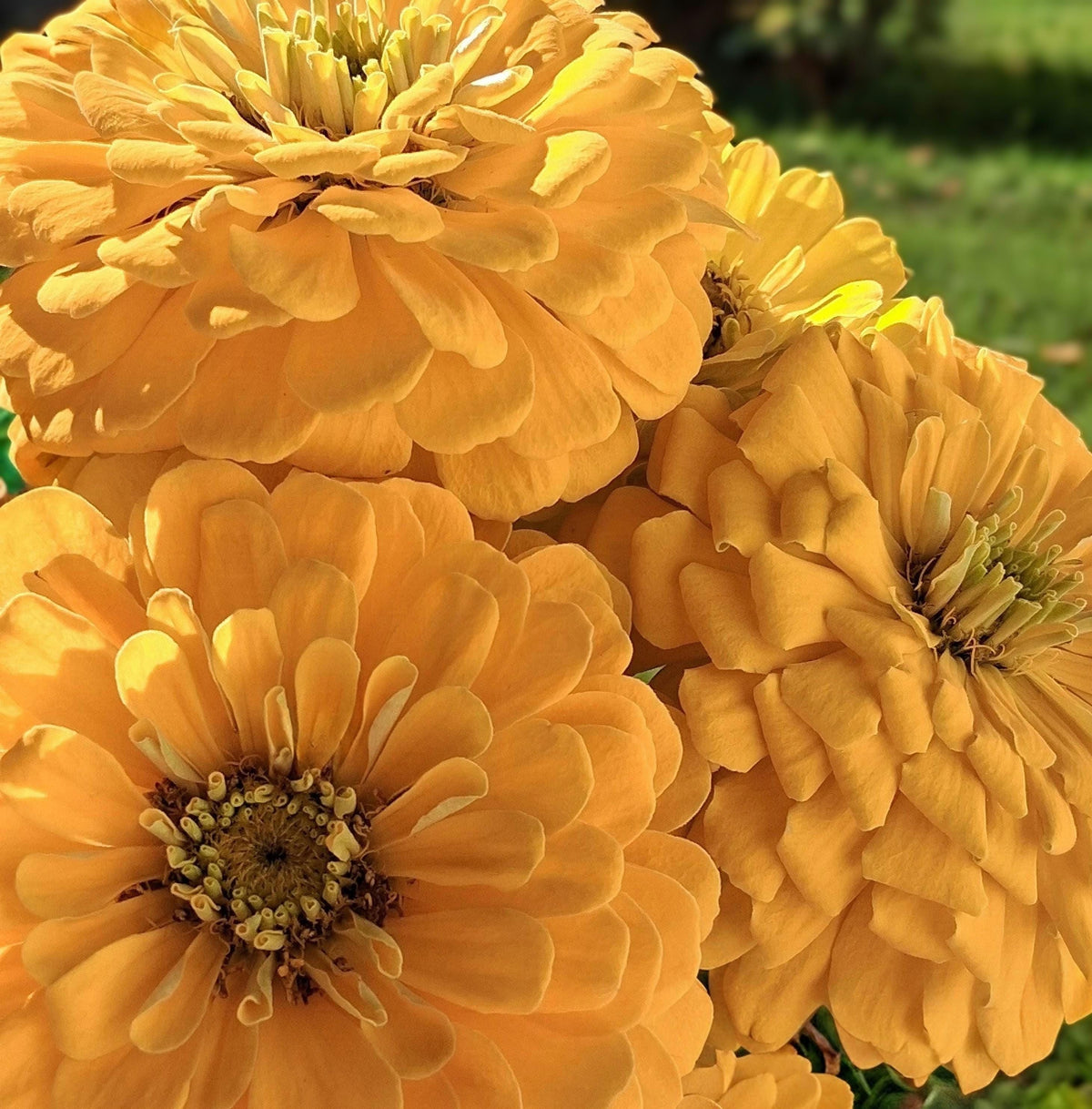 Zinnia Benary's Giant Golden Yellow, Zinnia Jaune doré Benarys géante,  zinnia elegans, annuelle, 25 graines