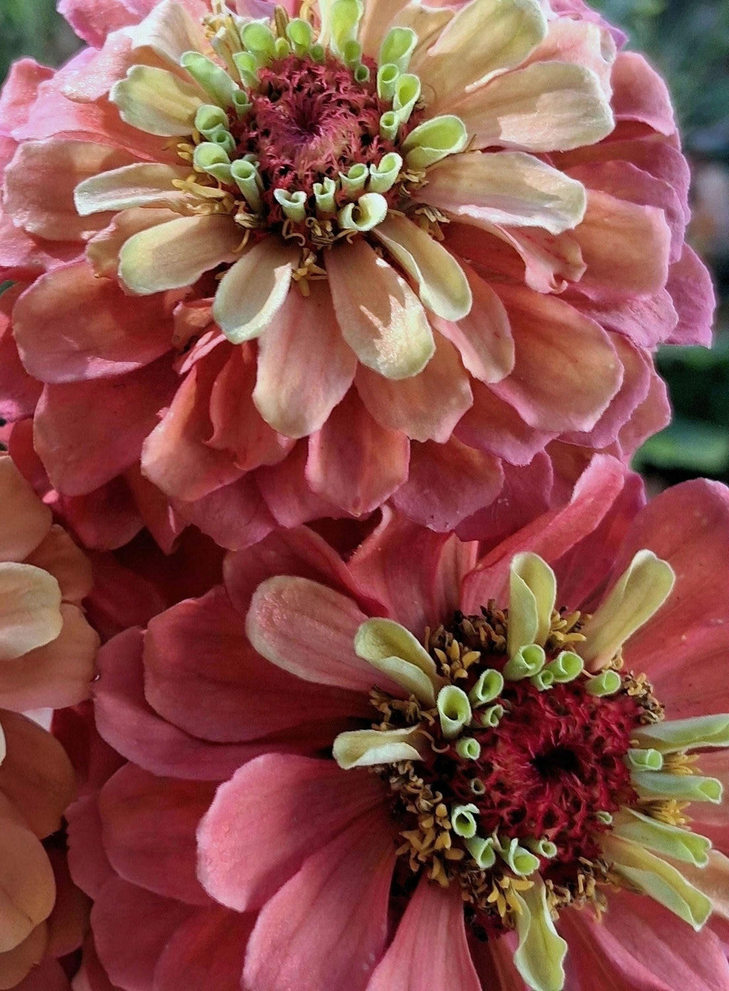 Zinnia Queen Lime Red graines, collection série Queeny, vintage toned, zinnia speciality, annuelle, zinnia elegans fantaisie.