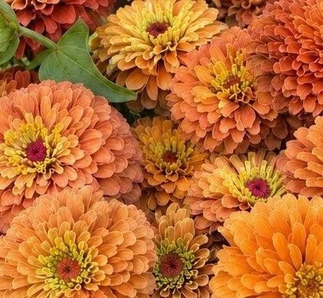 Zinnia Queen Lime Orange graines, collection Queeny serie, vintage toned, zinnia speciality annuelle, zinnia elegans