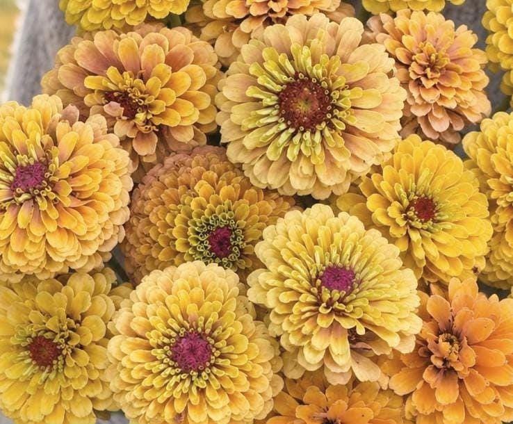 Zinnia Queeny Lemon Peach, vintage toned, Zinnia elegans annuelle, Queen Lime peach, speciality zinnia, annuelle, zinnia elegans