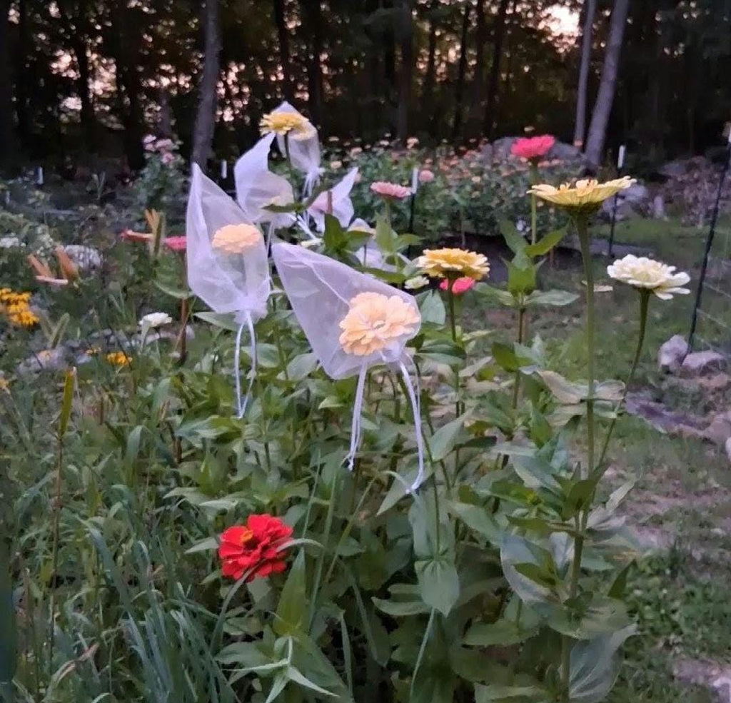 Zinnia Queen Lime Orange graines, collection Queeny serie, vintage toned, zinnia speciality annuelle, zinnia elegans