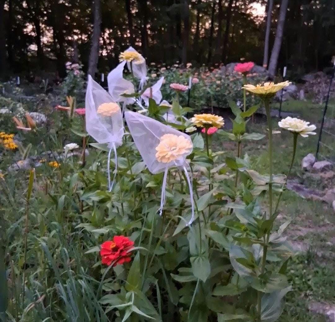Zinnia Queen Lime Orange graines, collection Queeny serie, vintage toned, zinnia speciality annuelle, zinnia elegans