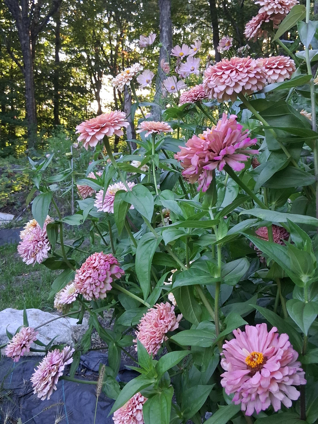 Zinnia Ballerina, RARE Zinnia elegans Ballerine originales, annuelle, couleurs pastel douces pêche, et rose et mauve.