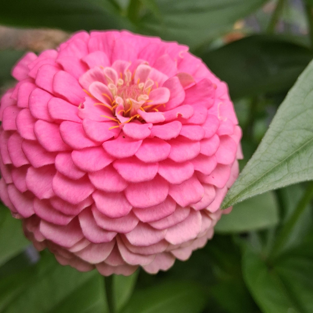 Zinnia Oklahoma Pink, Zinnia elegans, annuelle, 20 graines