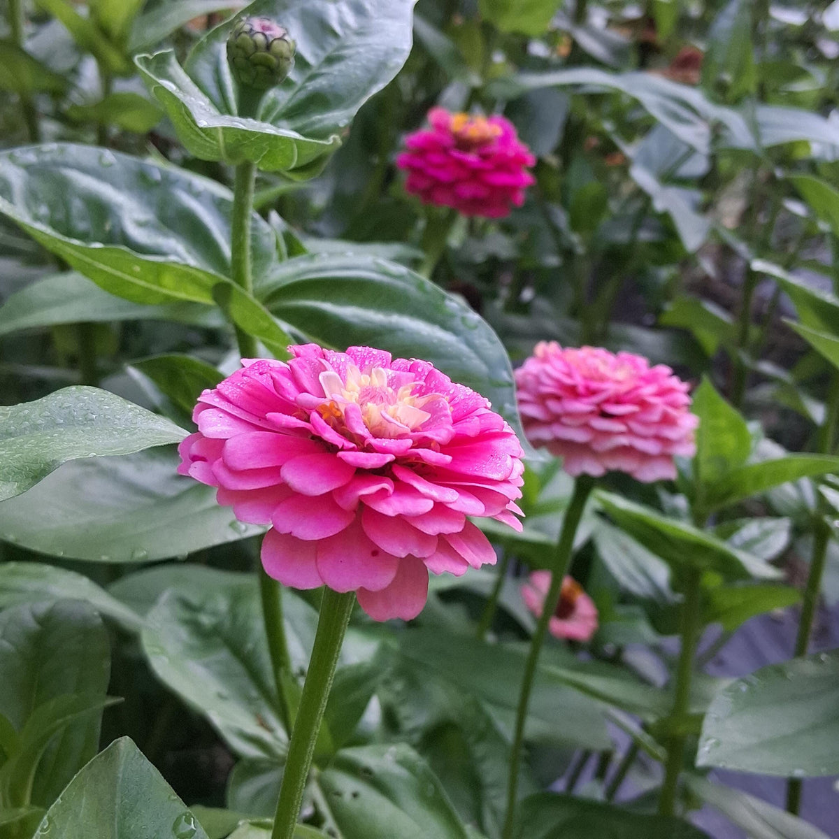 Zinnia Oklahoma Pink, Zinnia elegans, annuelle, 20 graines