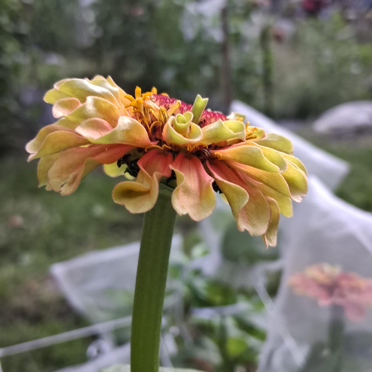 Zinnia Queen Lime Orange graines, collection Queeny serie, vintage toned, zinnia speciality annuelle, zinnia elegans