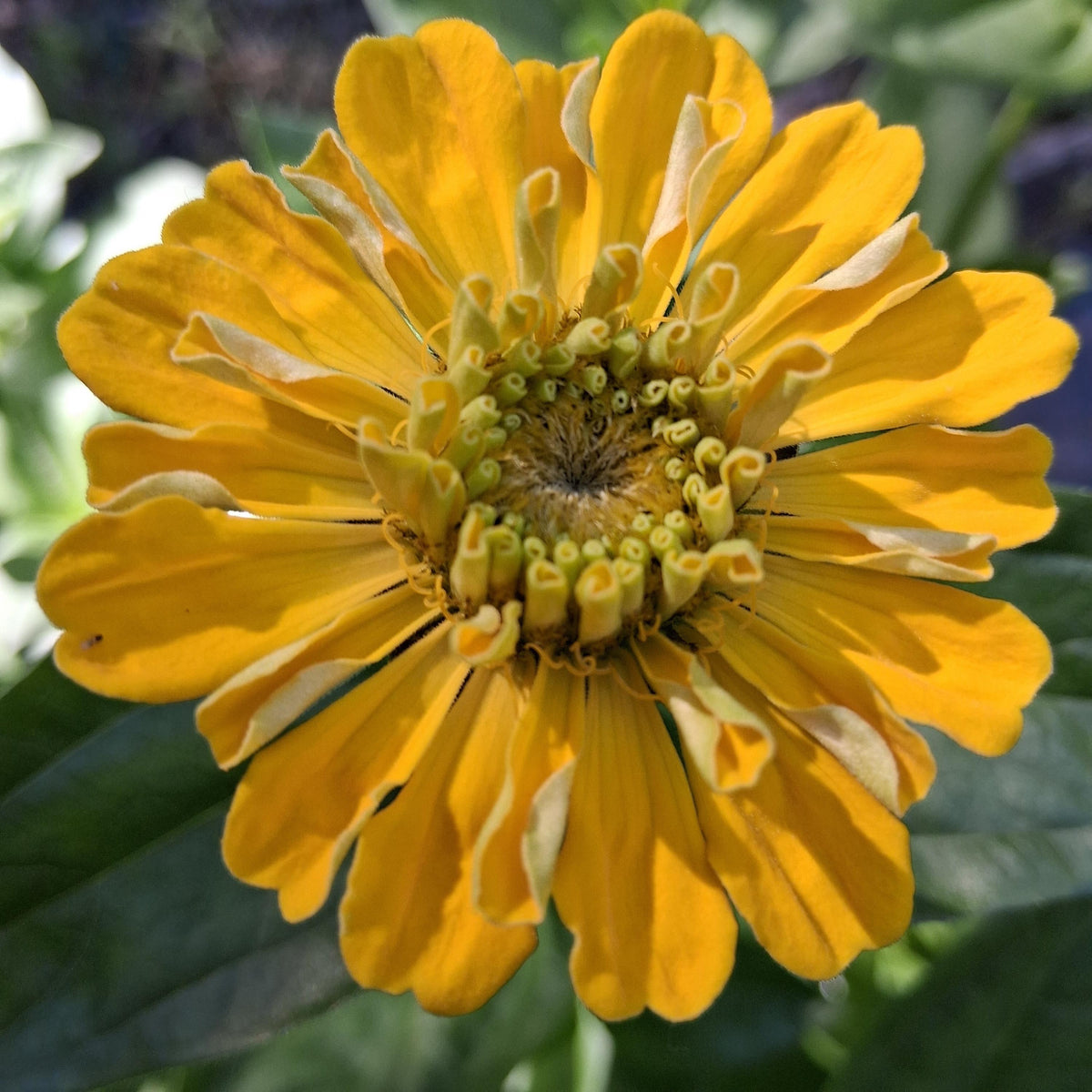 Zinnia Benary's Giant Golden Yellow, Zinnia Jaune doré Benarys géante,  zinnia elegans, annuelle, 25 graines
