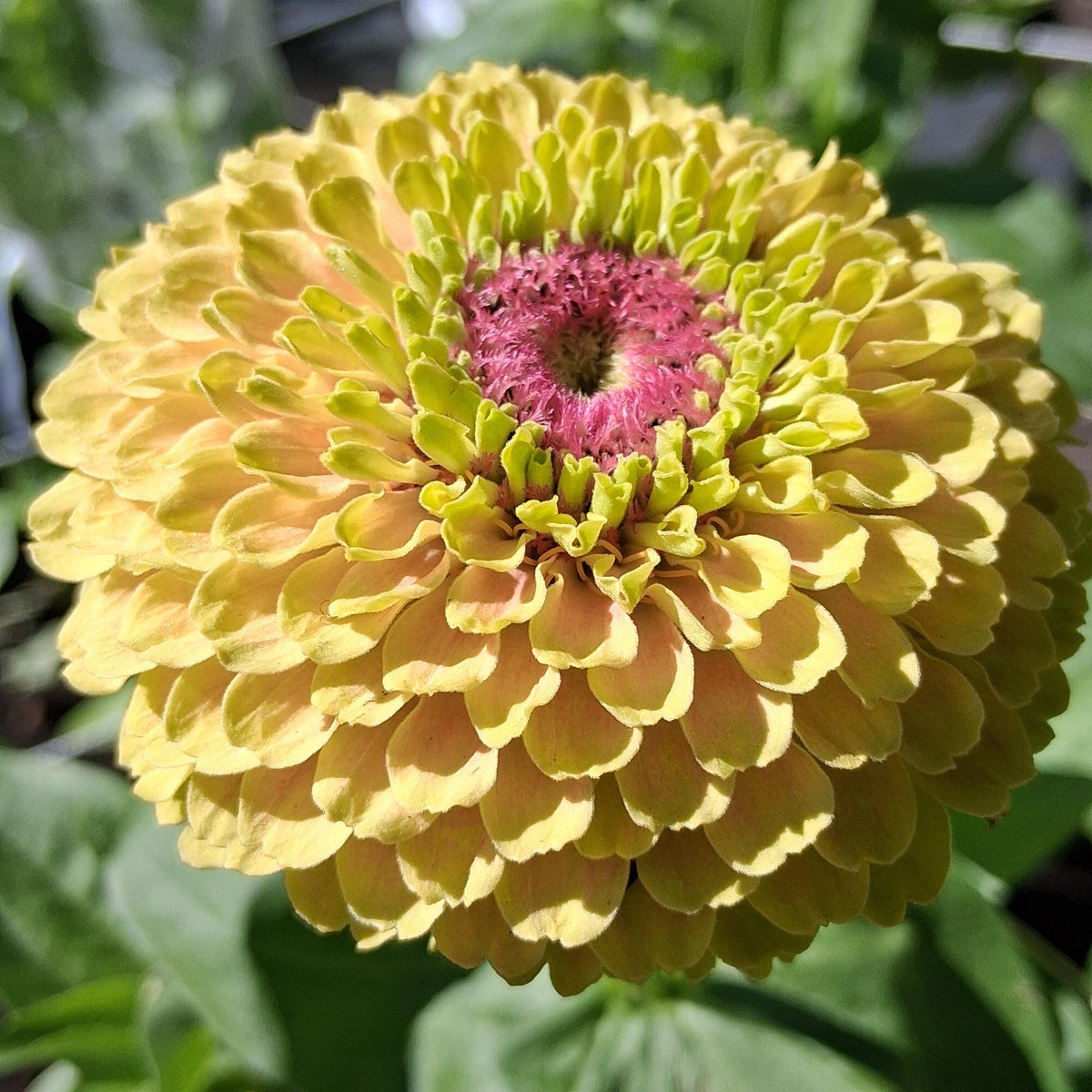 Zinnia Queen Lime blush, collection Queeny, vintage toned, Queen lime fard à joue, annuelle, zinnia elegans, Speciality
