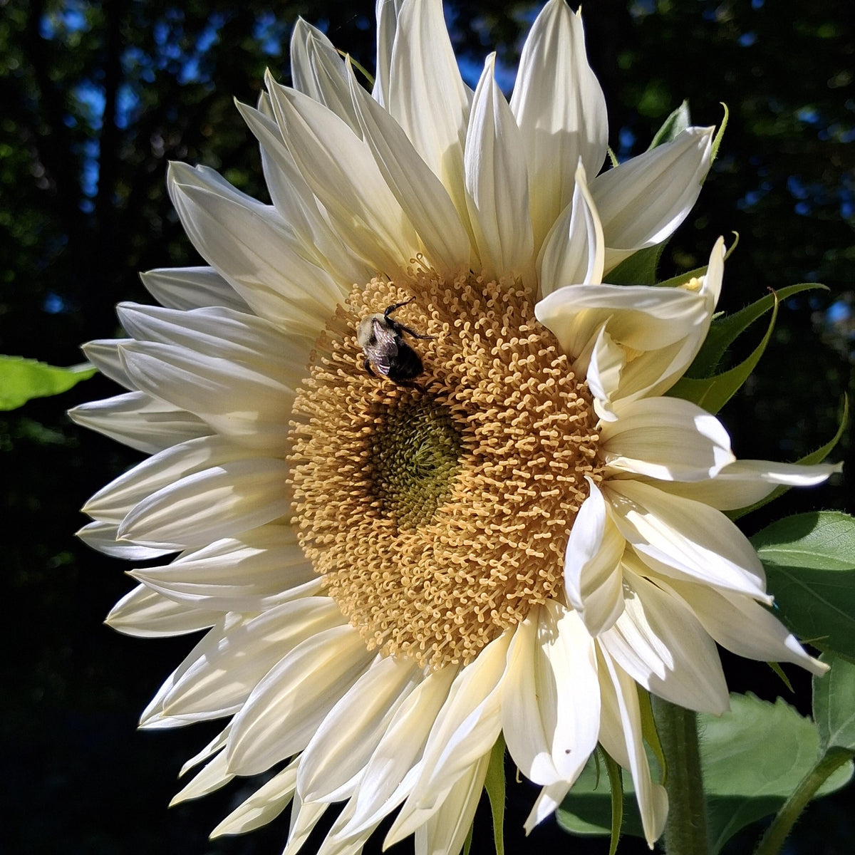Sunflower ProCut White Lite, F1 Tournesol, creamy, pale ivory to pale yellow petals, Helianthus annuus, annuelle, sans pollen, 10 graines+