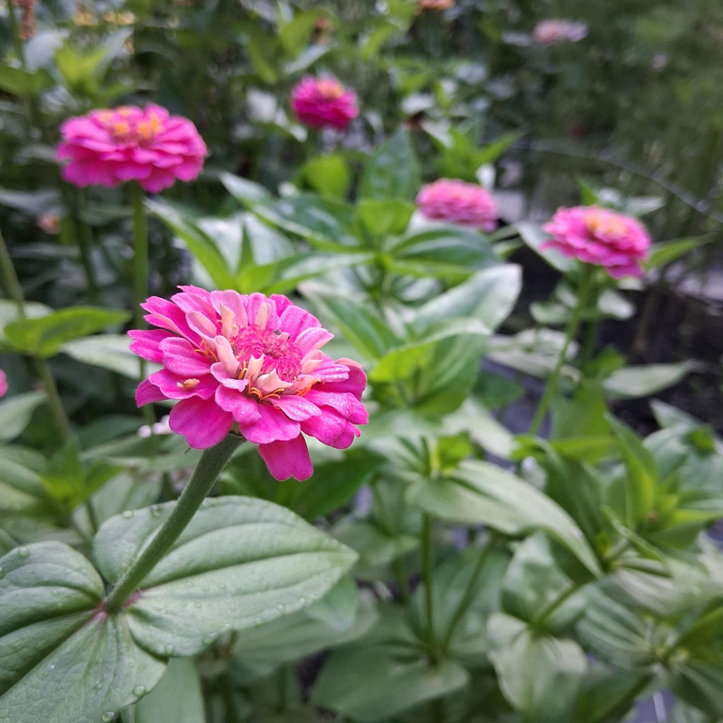 Zinnia Oklahoma Pink, Zinnia elegans, annuelle, 20 graines