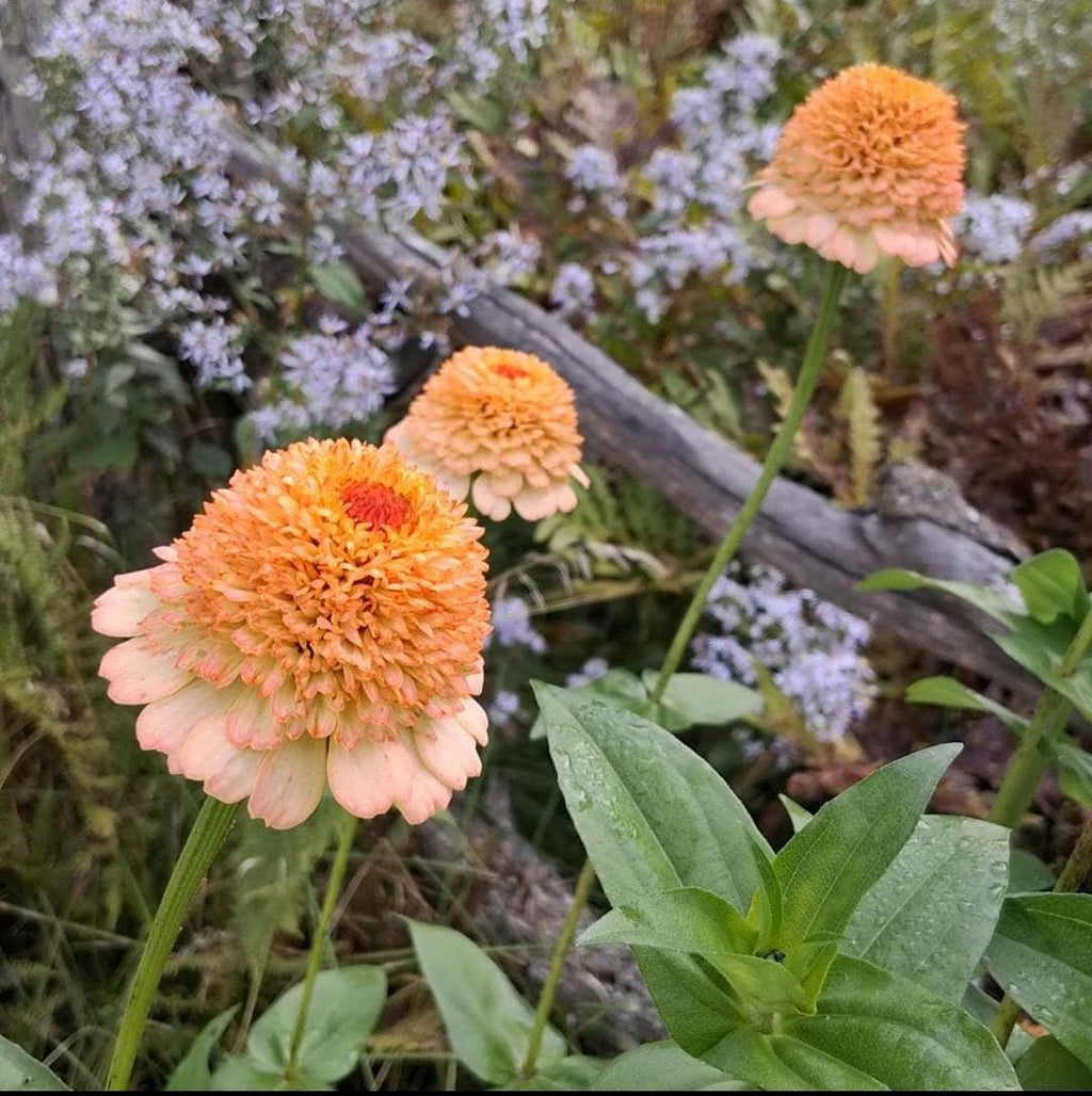 Zinnia Zinderella Peach, zinnia de fantaisie "cupcake", zinnia speciality, annuelle, zinnia elegans cutflower