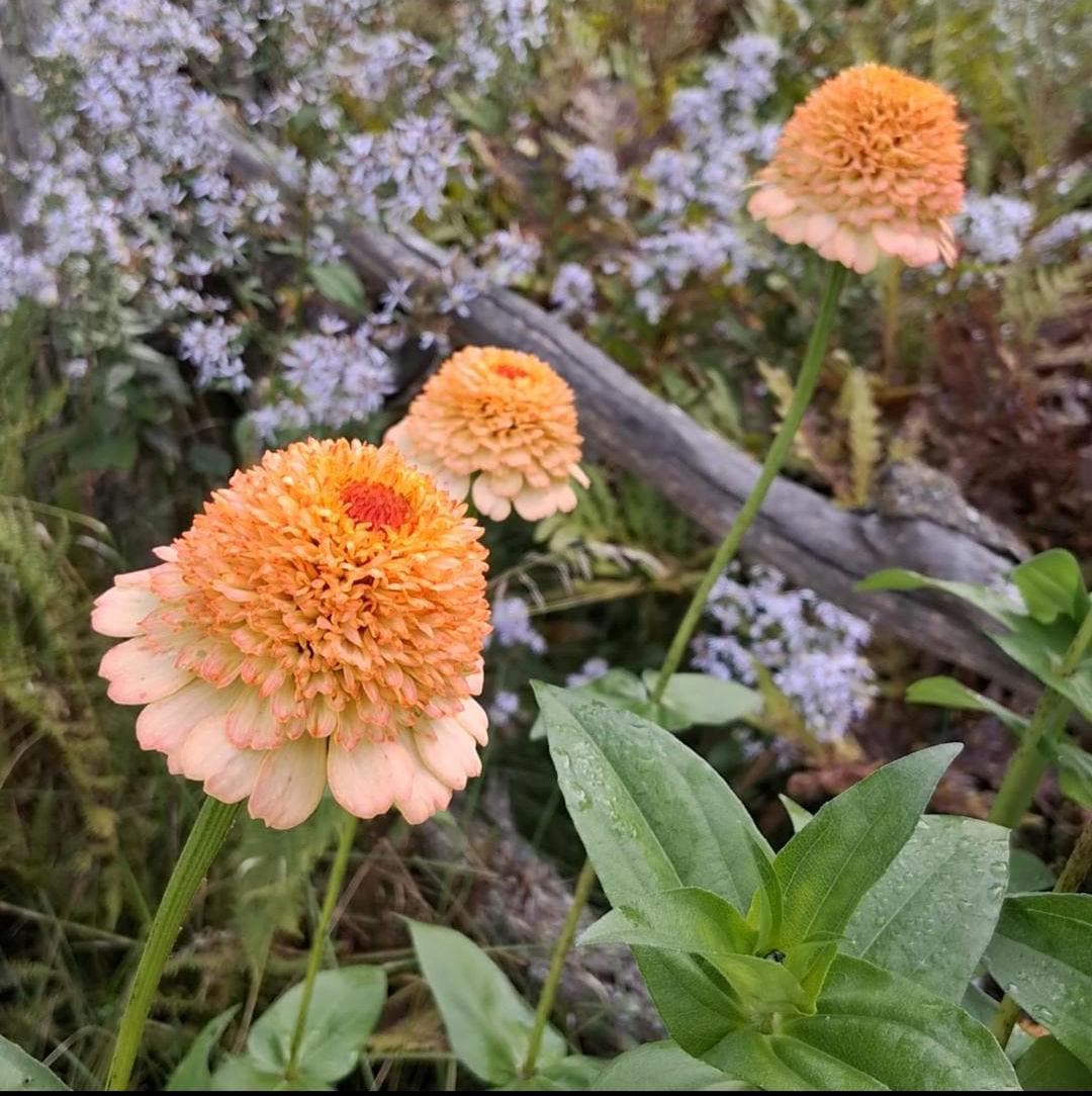 Zinnia Zinderella Peach, zinnia de fantaisie "cupcake", zinnia speciality, annuelle, zinnia elegans cutflower