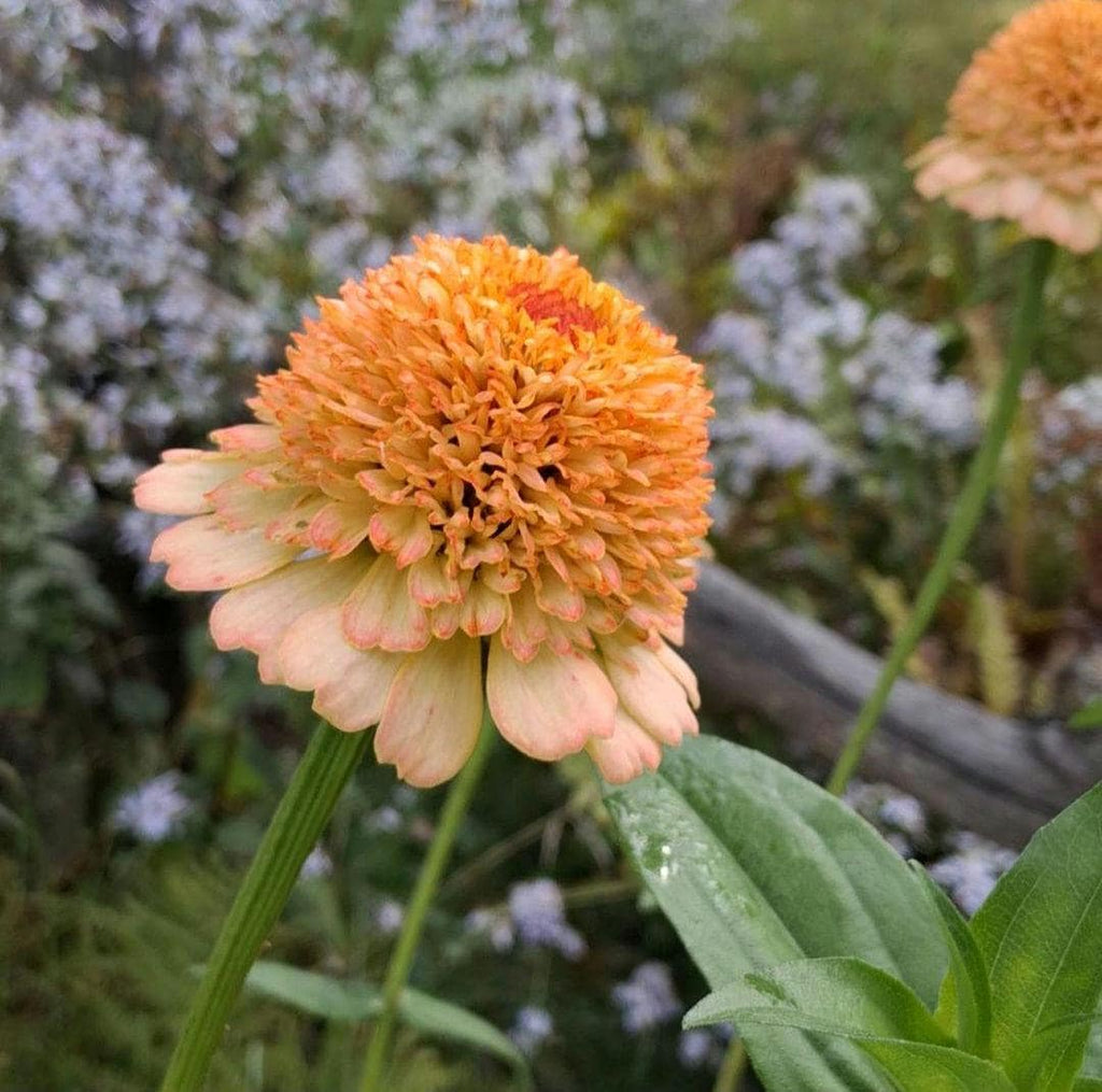 Zinnia Zinderella Peach, zinnia de fantaisie "cupcake", zinnia speciality, annuelle, zinnia elegans cutflower