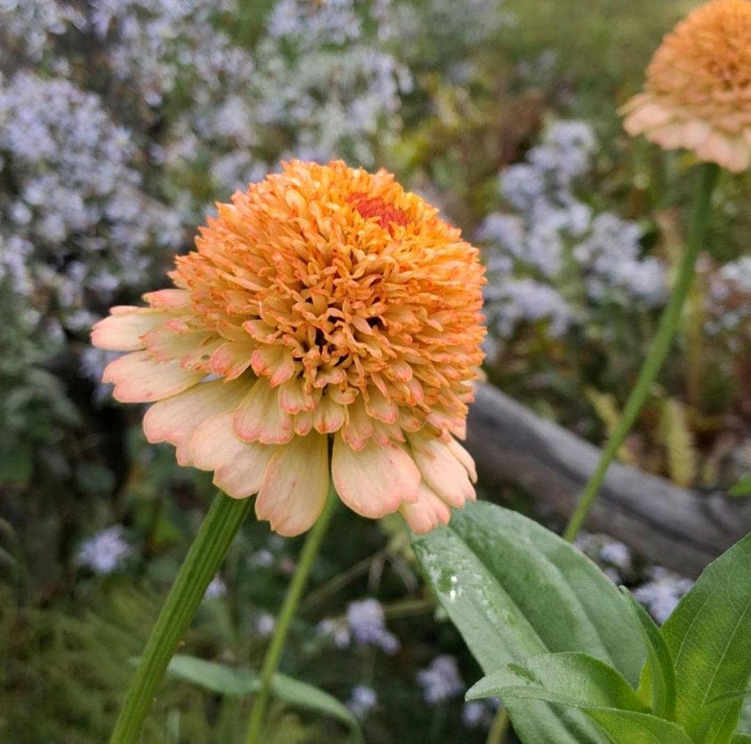 Zinnia Zinderella Peach, zinnia de fantaisie "cupcake", zinnia speciality, annuelle, zinnia elegans cutflower