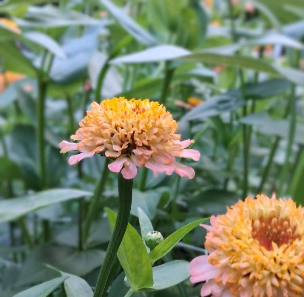 Zinnia Zinderella Peach, zinnia de fantaisie "cupcake", zinnia speciality, annuelle, zinnia elegans cutflower