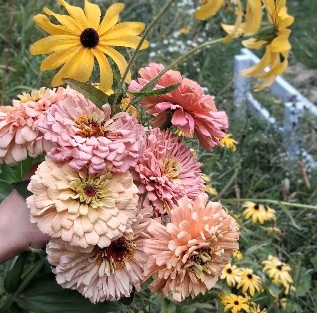 Zinnia Ballerina, RARE Zinnia elegans Ballerine originales, annuelle, couleurs pastel douces pêche, et rose et mauve.