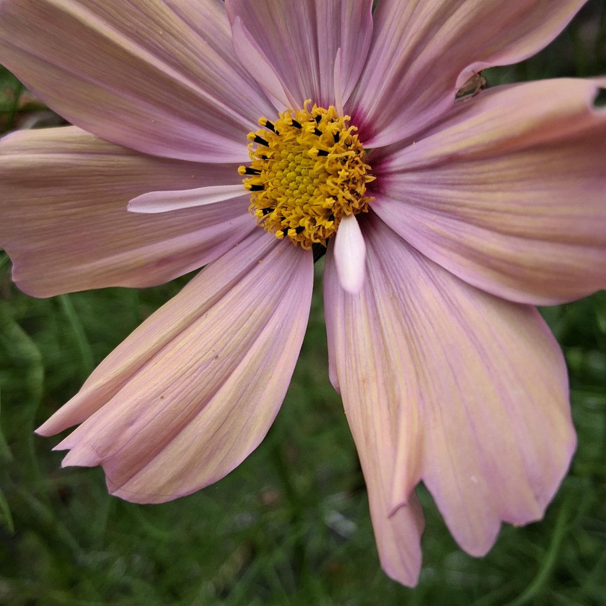 Cosmos Apricotta, rose abricot couleurs pastel, annuelle, Cosmos bipinnatus, speciality cutflower