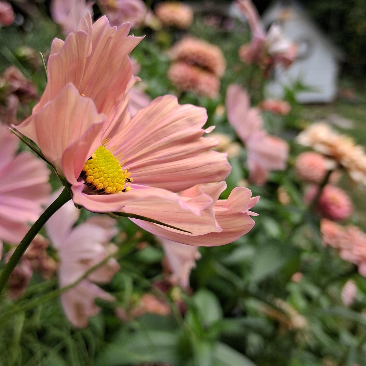 Cosmos Apricotta, rose abricot couleurs pastel, annuelle, Cosmos bipinnatus, speciality cutflower