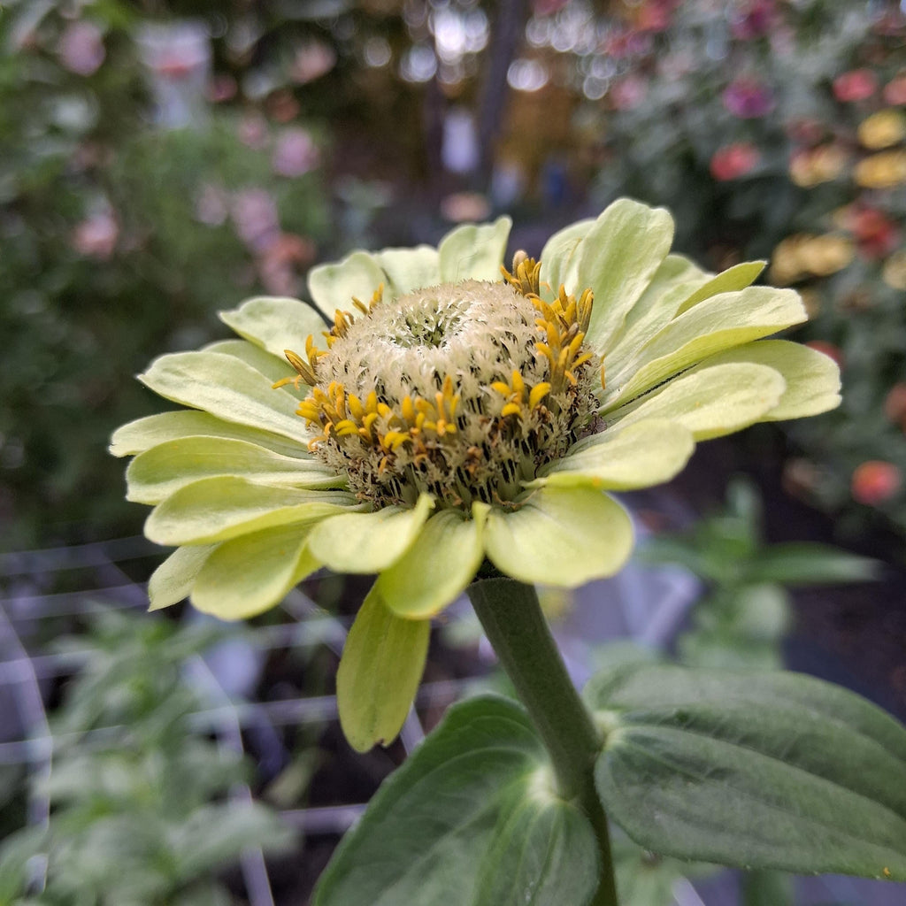 Zinnia Queen Lime blush, collection Queeny, vintage toned, Queen lime fard à joue, annuelle, zinnia elegans, Speciality