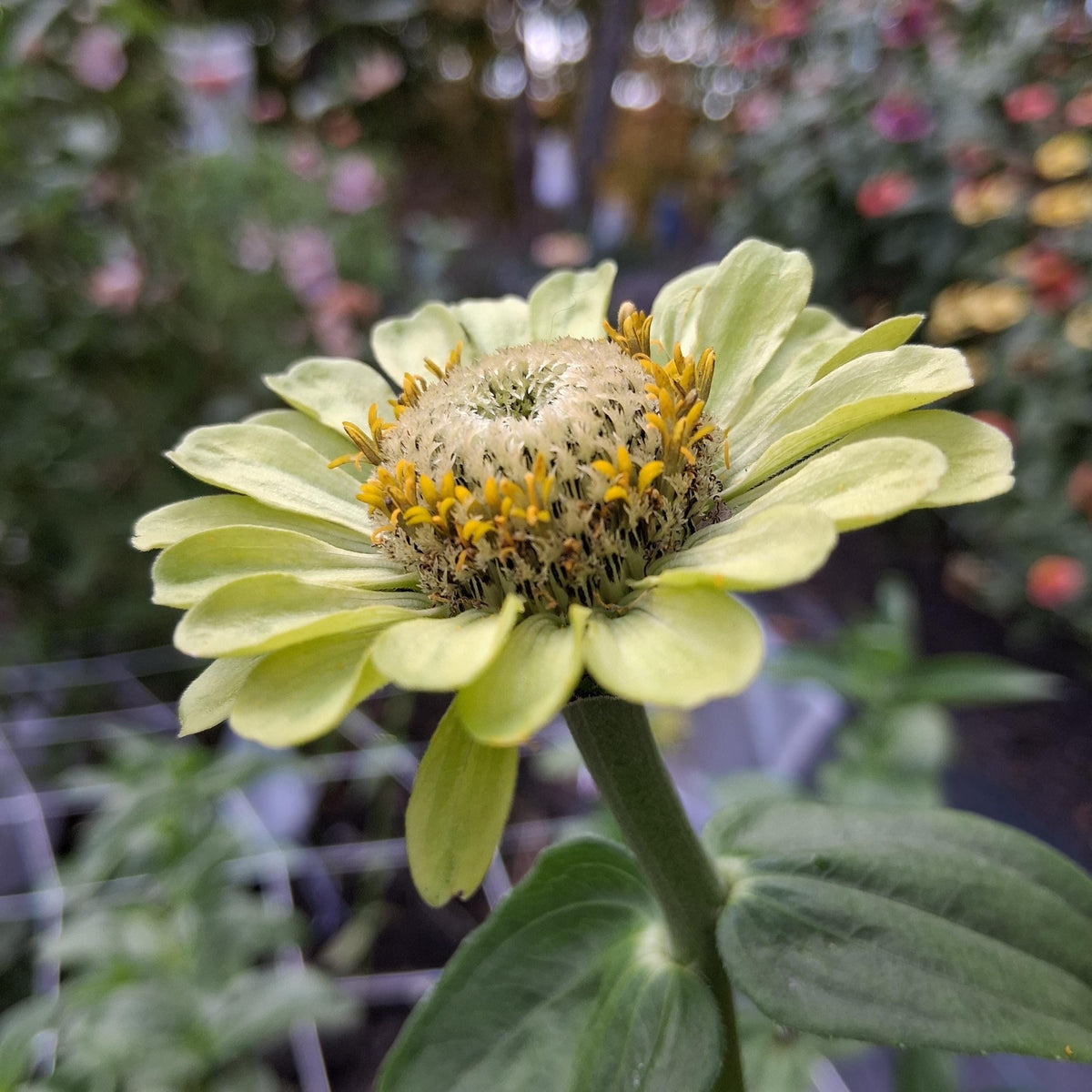 Zinnia Queen Lime blush, collection Queeny, vintage toned, Queen lime fard à joue, annuelle, zinnia elegans, Speciality