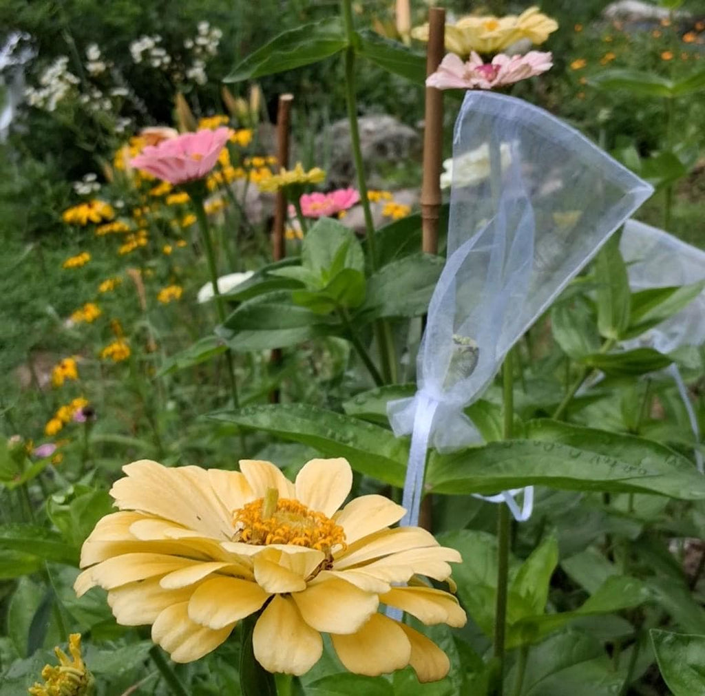 Zinnia Ours polaire, zinnia blanche, ivoire, creme, annuelle, 25 graines