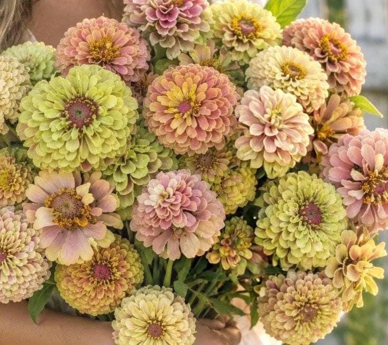 Zinnia Queen Lime blush, collection Queeny, vintage toned, Queen lime fard à joue, annuelle, zinnia elegans, Speciality