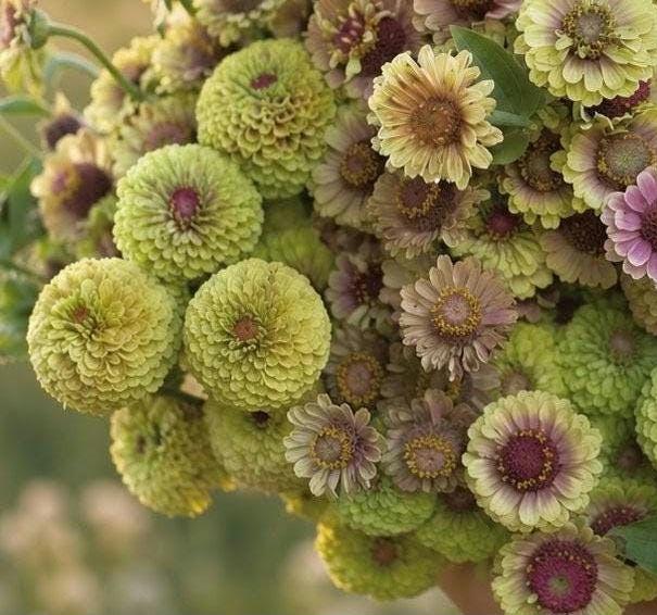 Zinnia 'Queen Lime Blush'