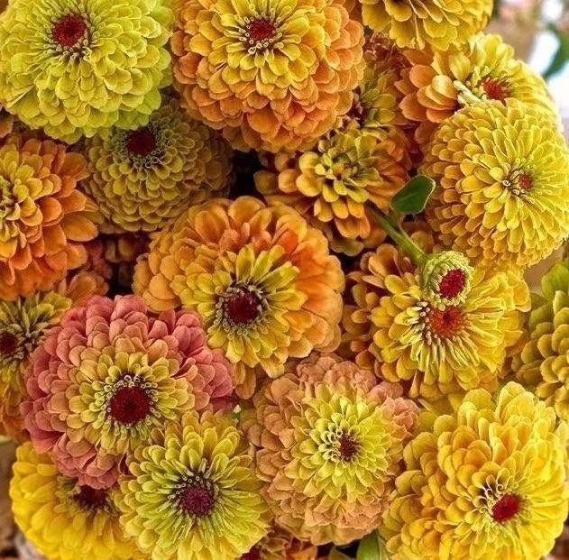 Zinnia Queeny Lemon Peach, vintage toned, Zinnia elegans annuelle, Queen Lime peach, speciality zinnia, annuelle, zinnia elegans