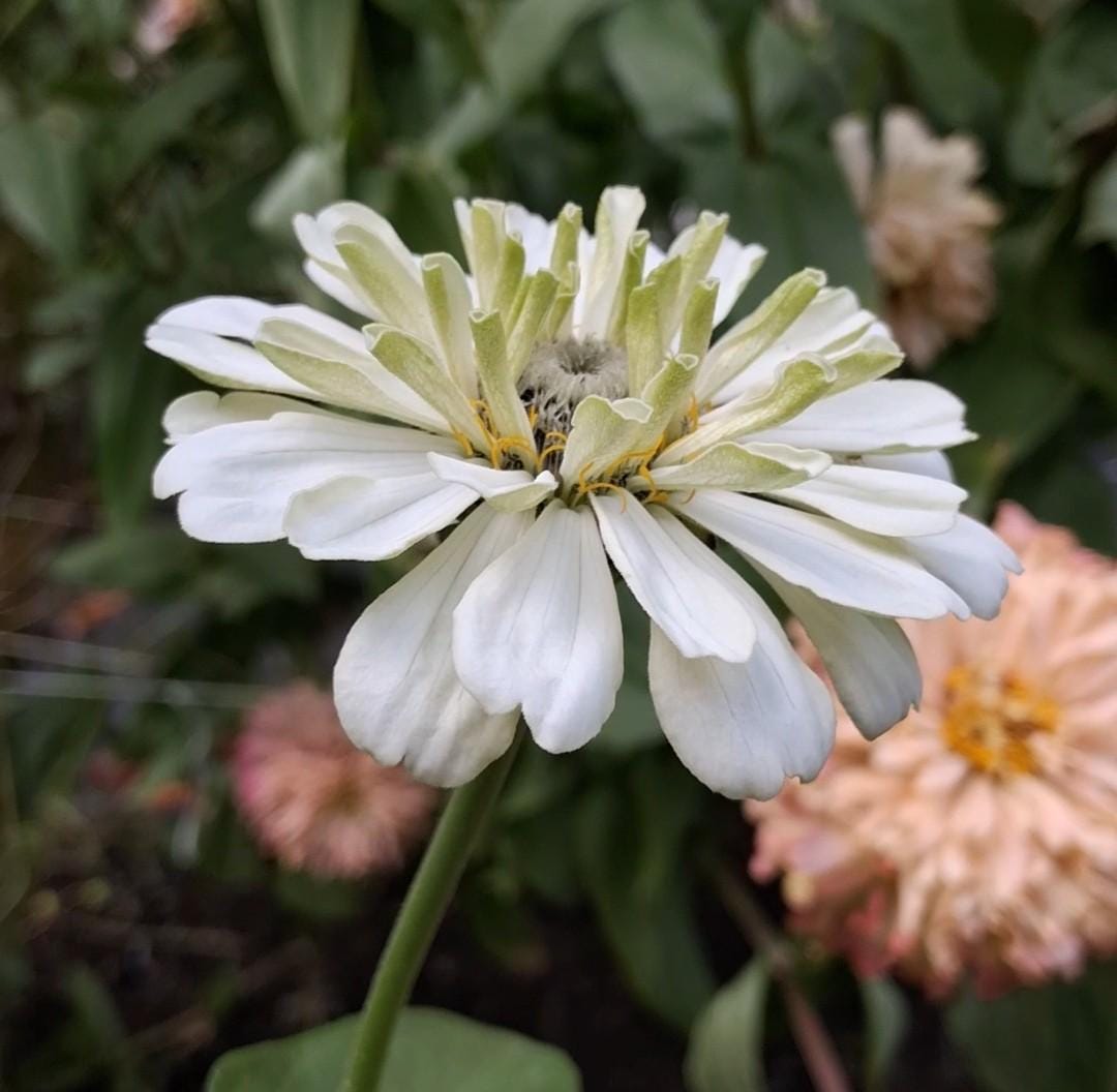 Zinnia Ours polaire, zinnia blanche, ivoire, creme, annuelle, 25 graines