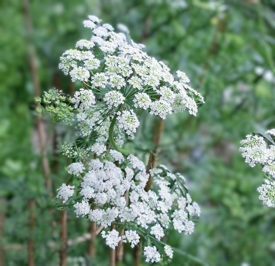 Ammi « Reine d’Afrique »