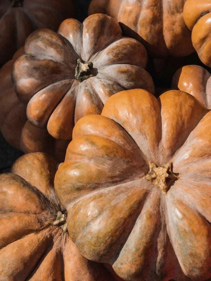 Citrouille Musquée de provence heirloom Cinderella, Fairytale pumpkin, citrouille compte de fée, graines anciennes.