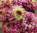Zinnia Queen Lime Red graines, collection série Queeny, vintage toned, zinnia speciality, annuelle, zinnia elegans fantaisie.