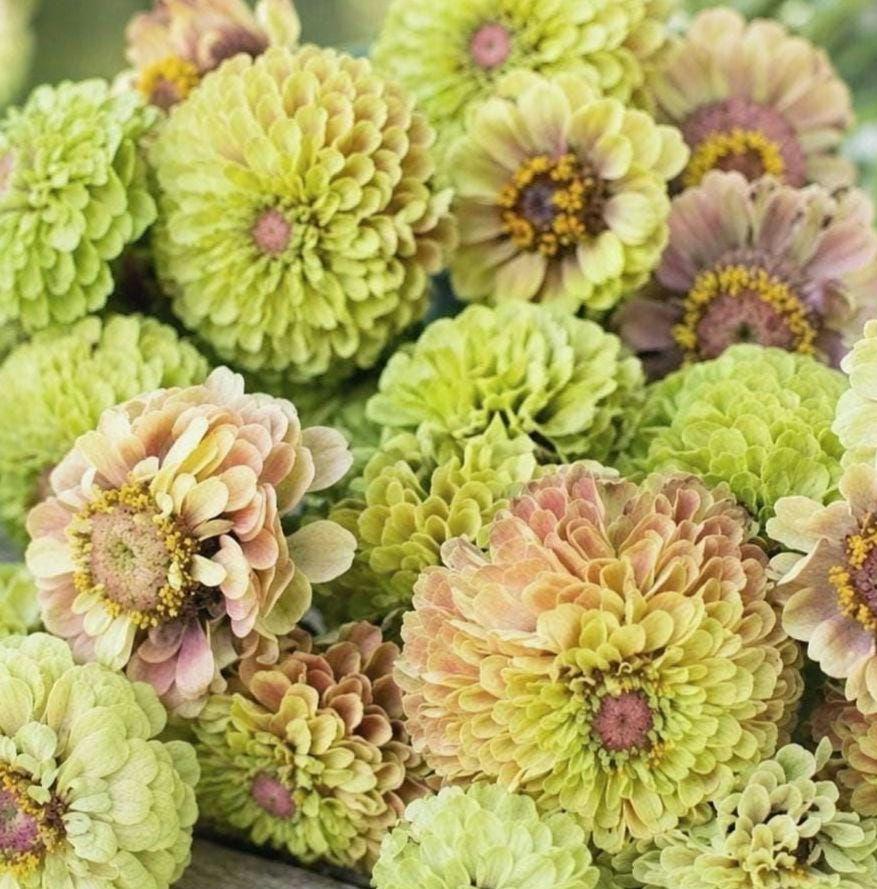 Zinnia Queen Lime blush, collection Queeny, vintage toned, Queen lime fard à joue, annuelle, zinnia elegans, Speciality